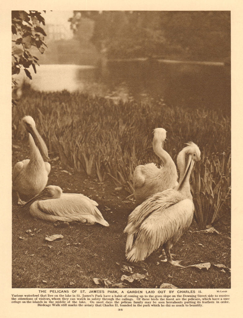 The pelicans of St. James Park, a garden laid out by Charles II 1926 old print